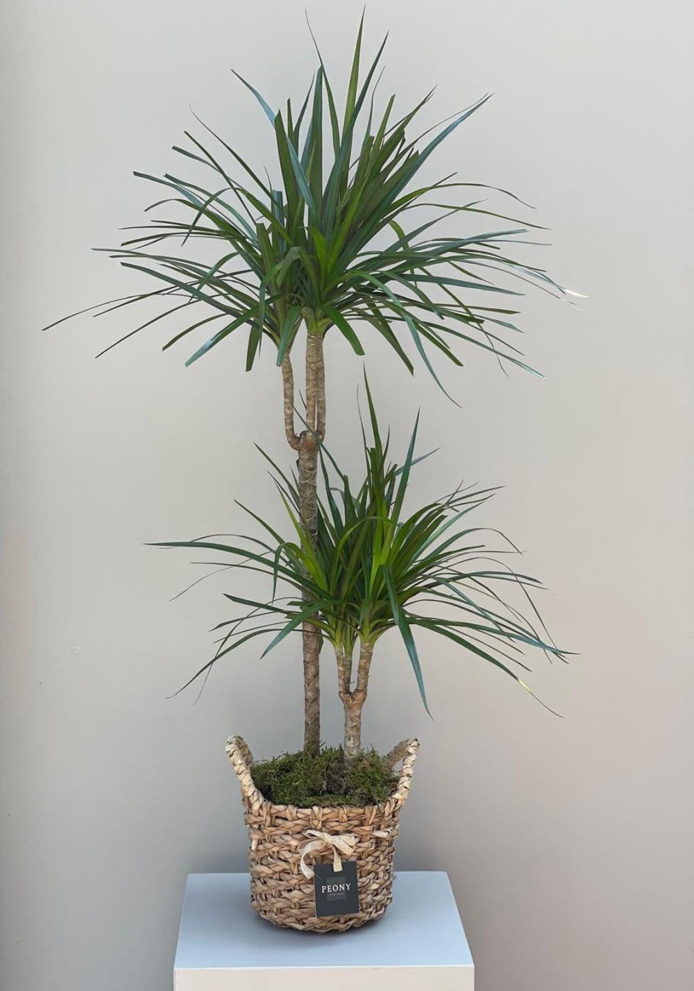  Dracena Marginata 2 Gövde 